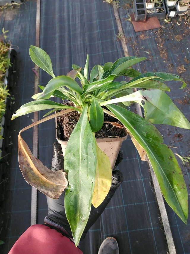 Stokesia Peachie's Pick - 31. 10. 2025