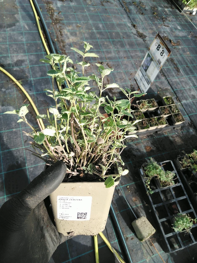 Mirrinminttu - 31. 10. 2025