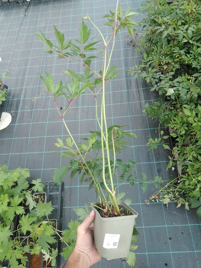 Jaloangervo Diamant - 24. 6. 2025