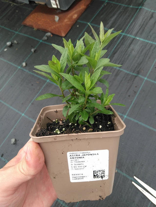 Tiukuasteri Antonia - 21. 7. 2025