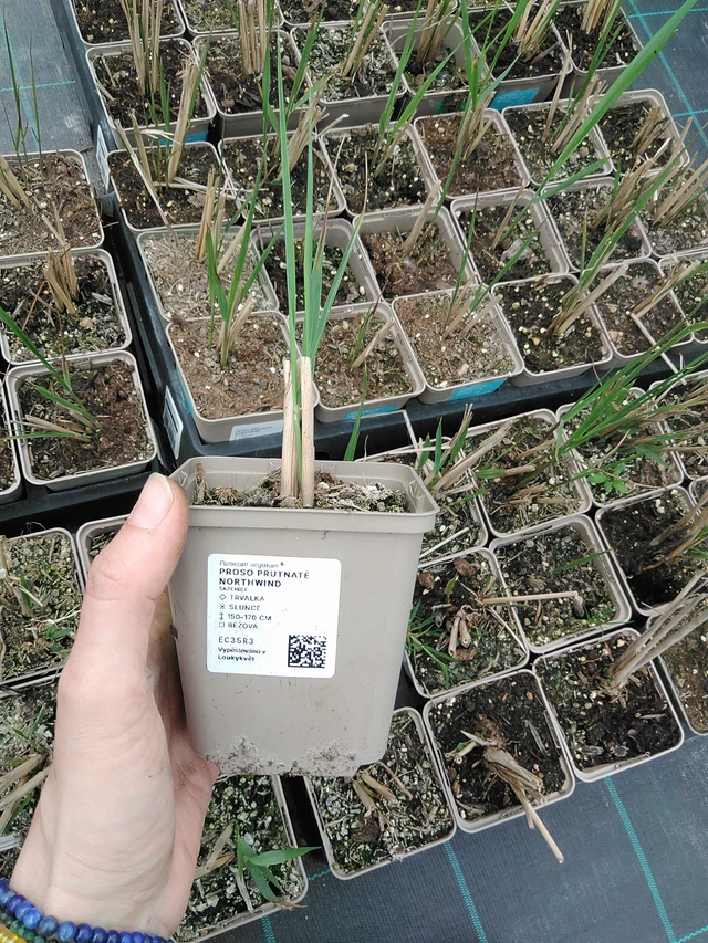 Lännenhirssi Northwind - 9. 6. 2025