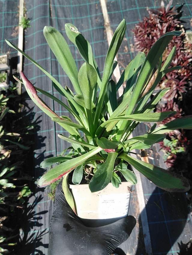 Komeahohdekukka - 19. 8. 2025