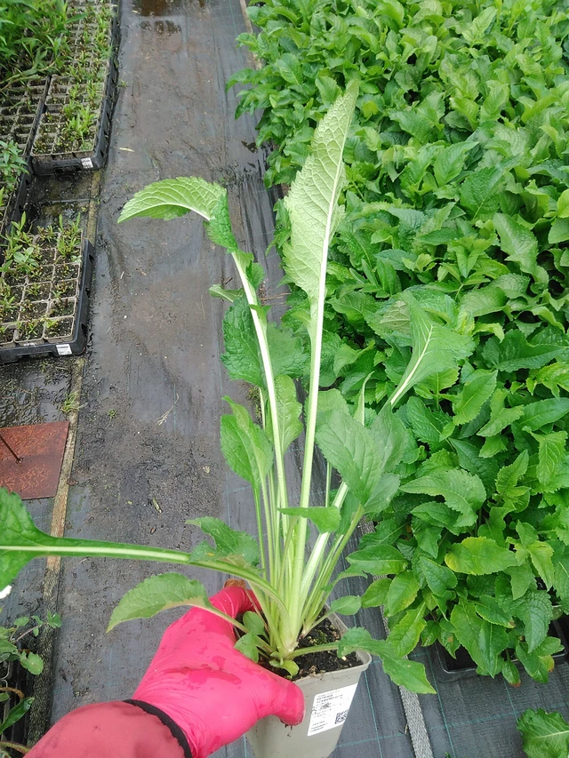 Patrinia scabiosifolia - 29. 7. 2025