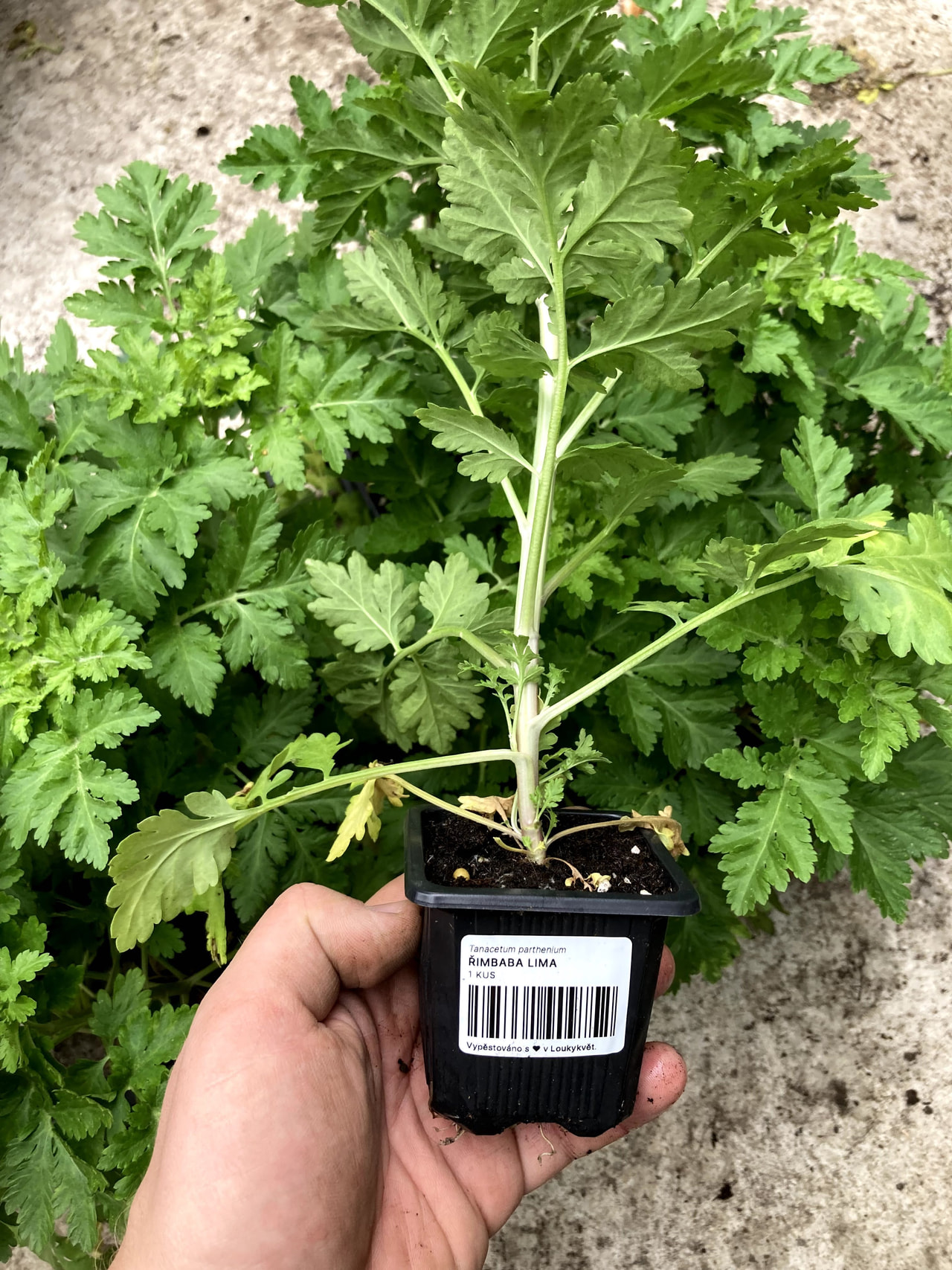 Reunuspietaryrtti Lima, Loukykvět