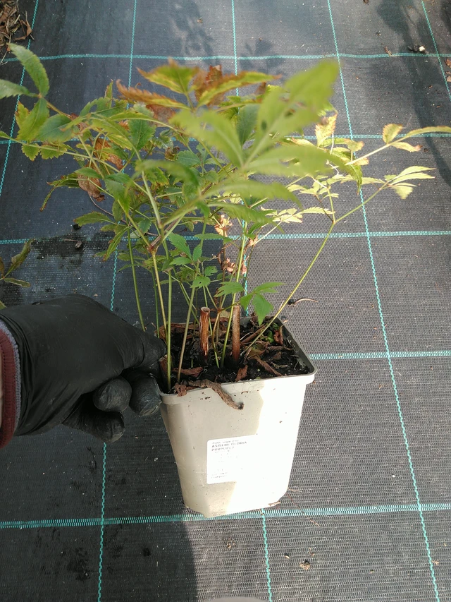 Jaloangervo Gloria Purpurea - 31. 10. 2025