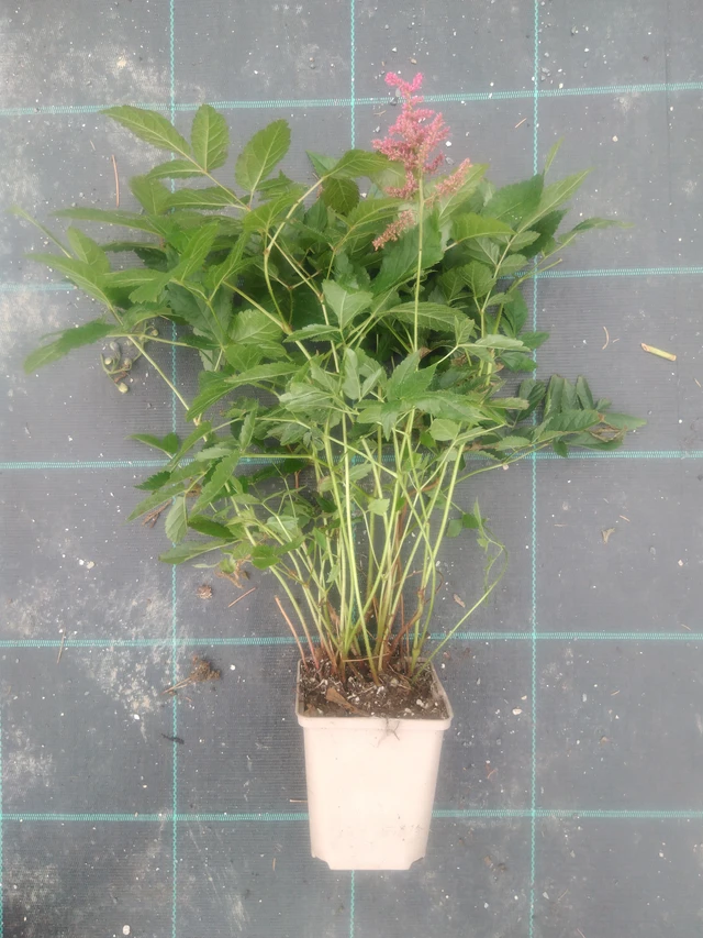 Jaloangervo Paul Gaarder - 2024