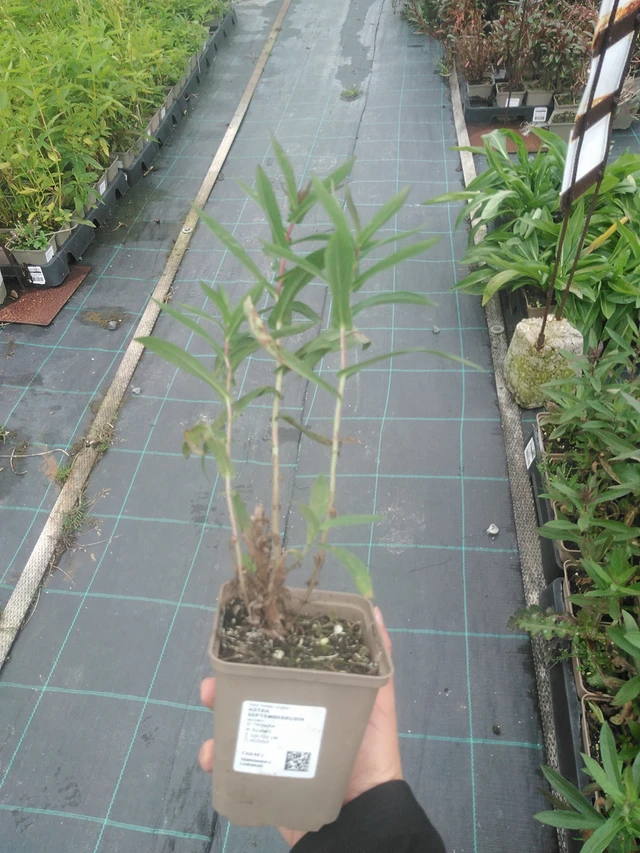 Syysasteri Septemberrubin - 10. 10. 2025