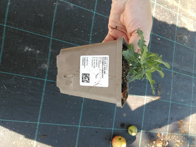 Lehtosalvia Schwellenburg - 19. 8. 2025