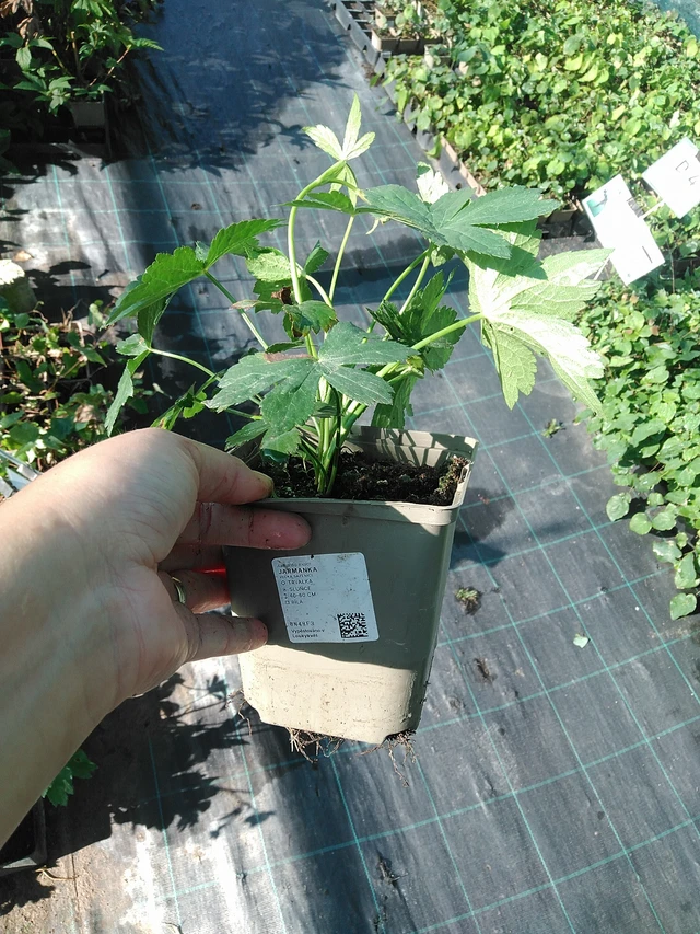 Tähtiputki - 19. 8. 2025