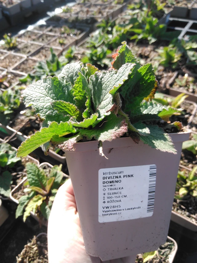 Mullein Pink Domino - 3. 4. 2025