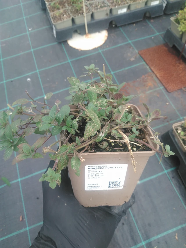 Monarda punctata - 10. 9. 2025