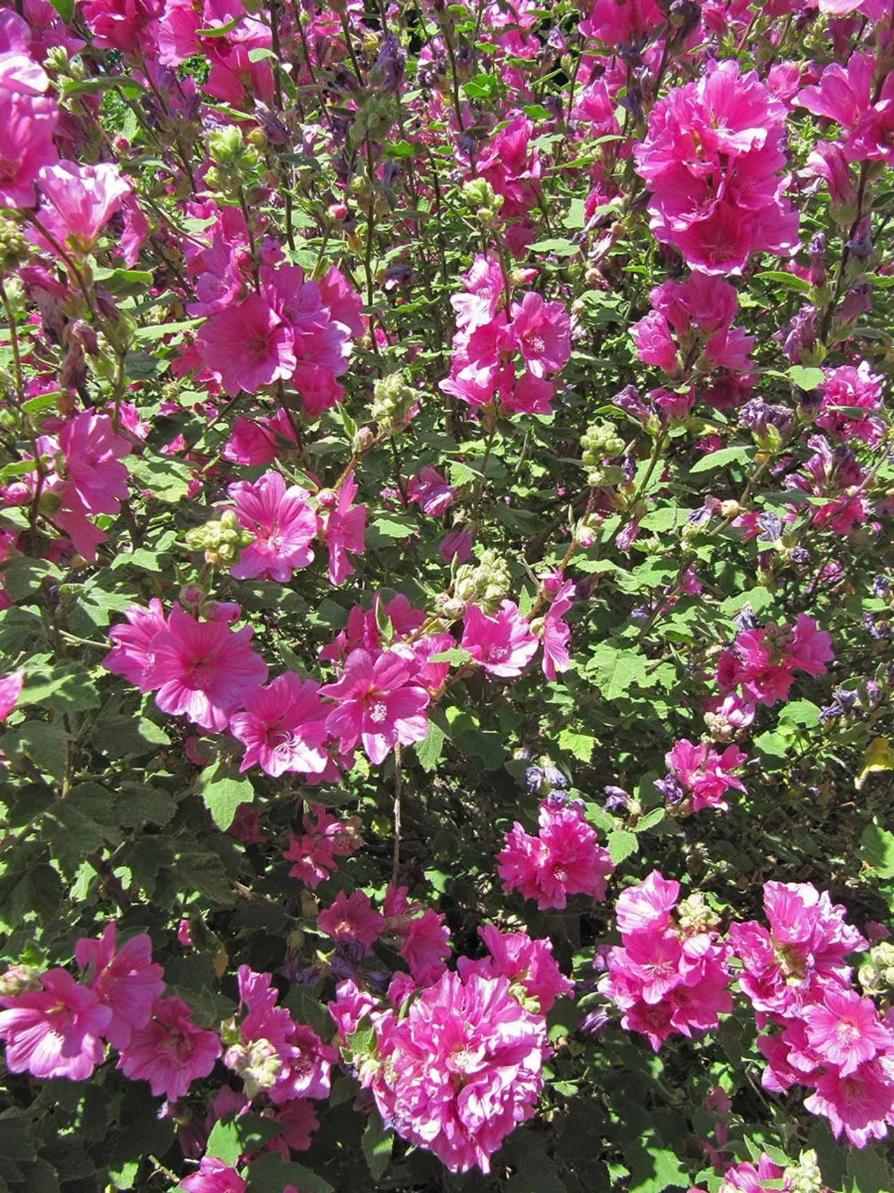 Pensasmalvikki Burgundy Wine, Loukykvět