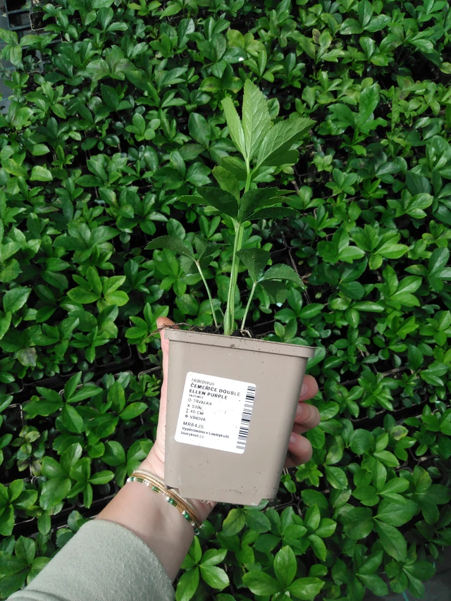 Jouluruusu Double Ellen Purple - 2024