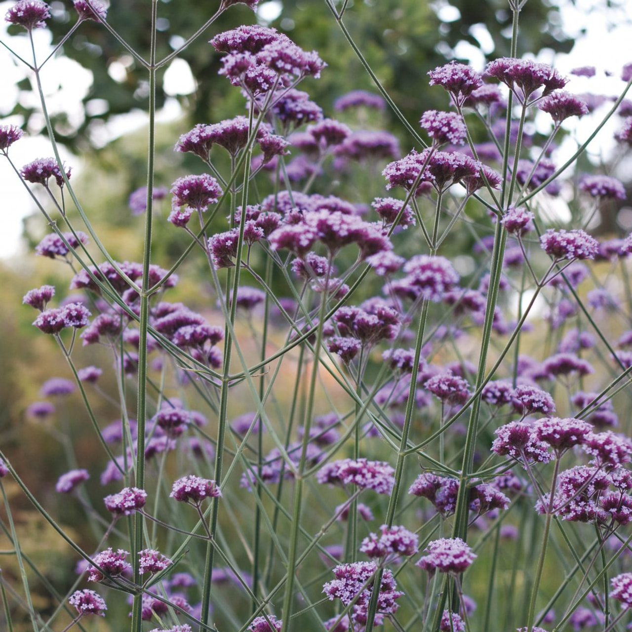 Verbena Finesse, Loukykvět