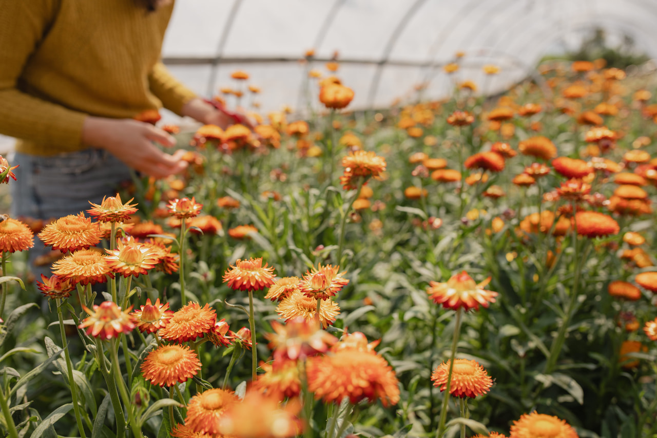 Olkikukka Orange, Loukykvět