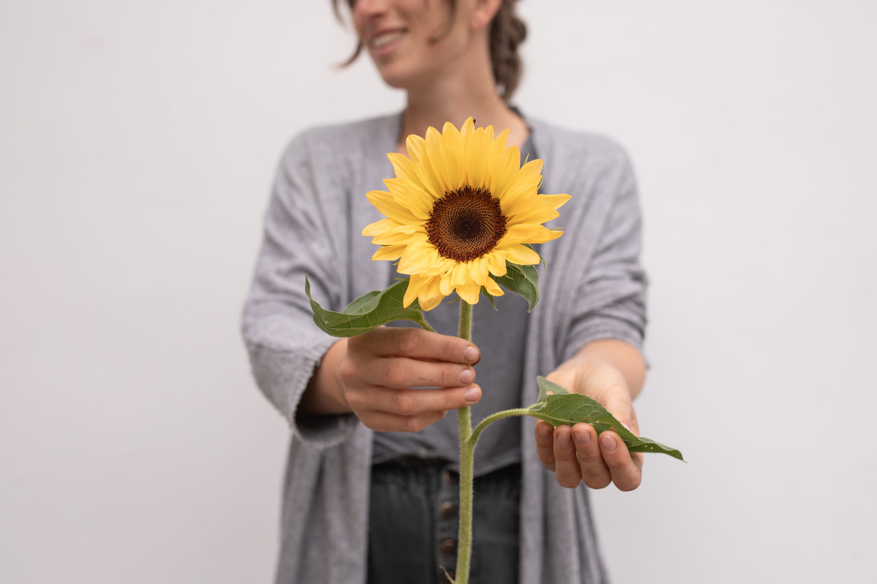 Zonnebloem ProCut Peach, Loukykvět