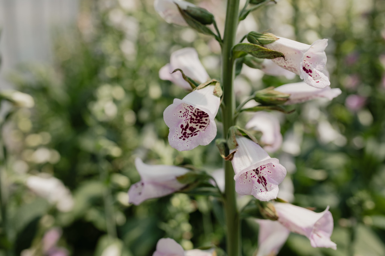 Sormustinkukka Pam’s Choice, Loukykvět