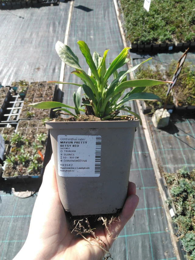 Komeapunikki Pretty Betsy Red - 3. 4. 2025