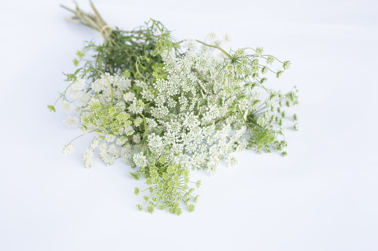 Pakmín White, Loukykvět