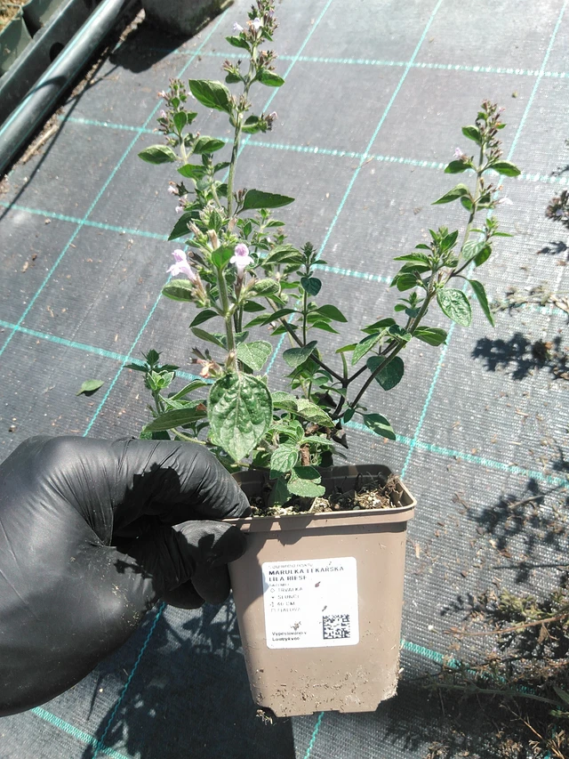 Käenminttu Lila Riese - 19. 8. 2025