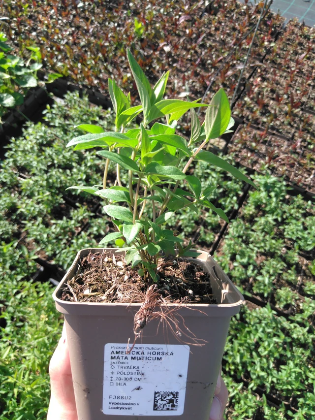 Vuoriminttu Muticum - 20. 6. 2025