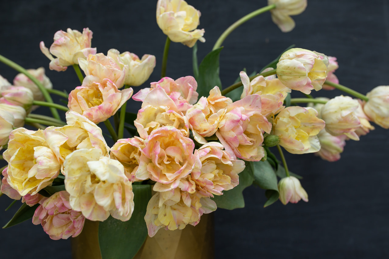 Tulppaani Creme Upstar, Loukykvět