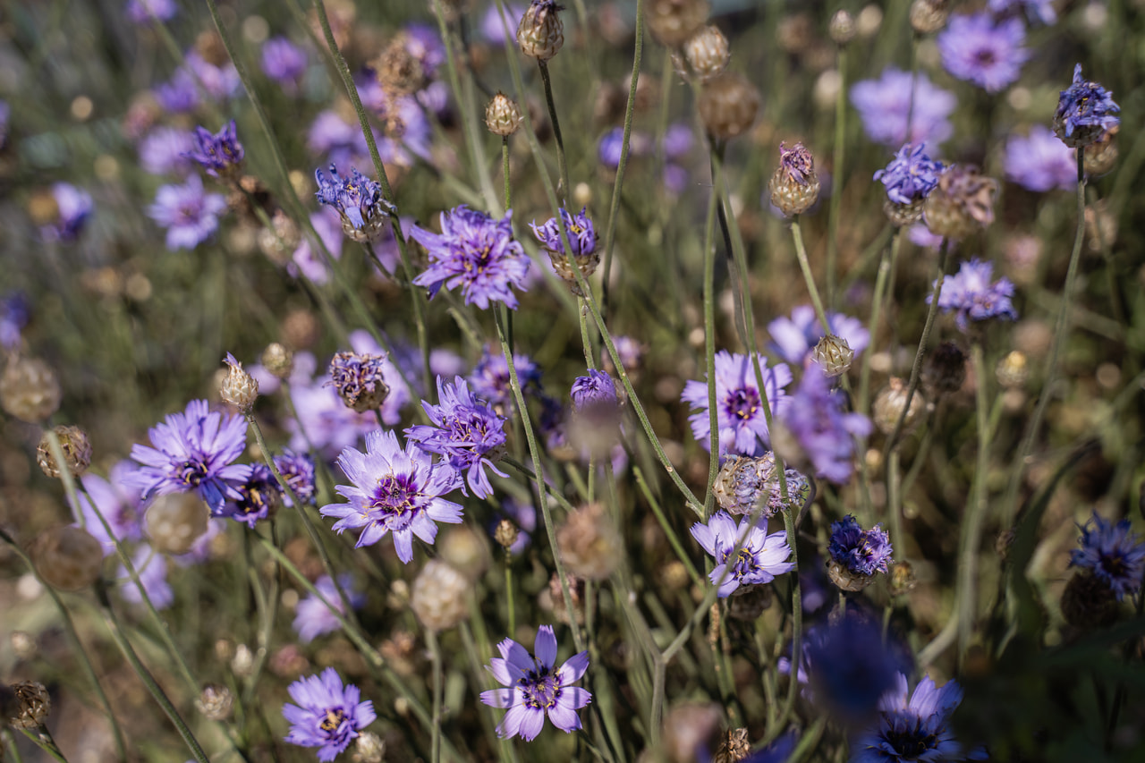 Rakkoiso, Loukykvět