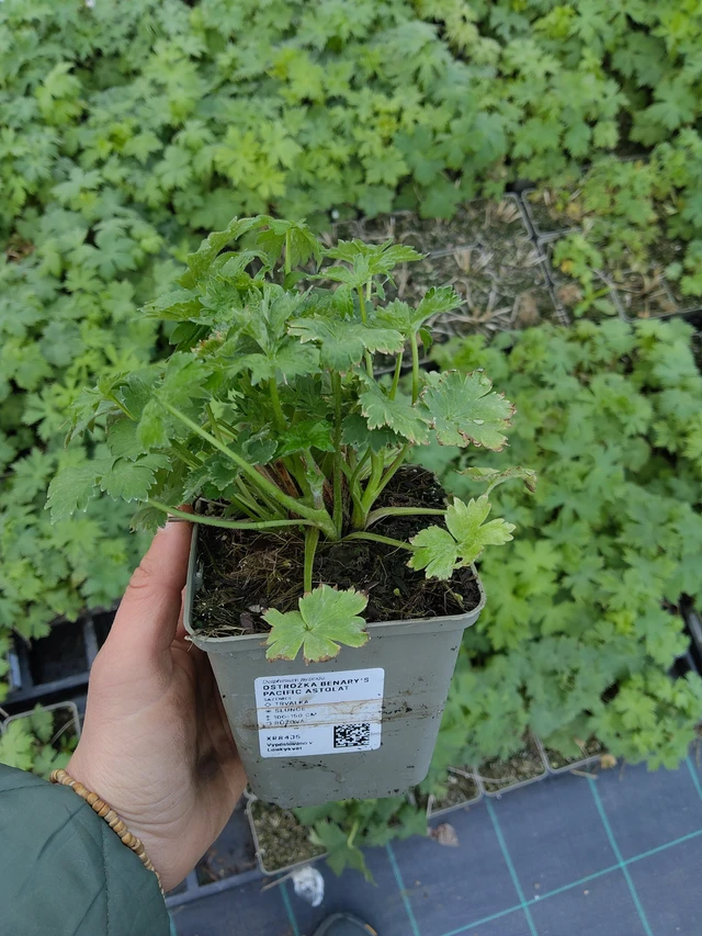 Ritarinkannus Benary’s Pacific Astolat - 21. 4. 2026