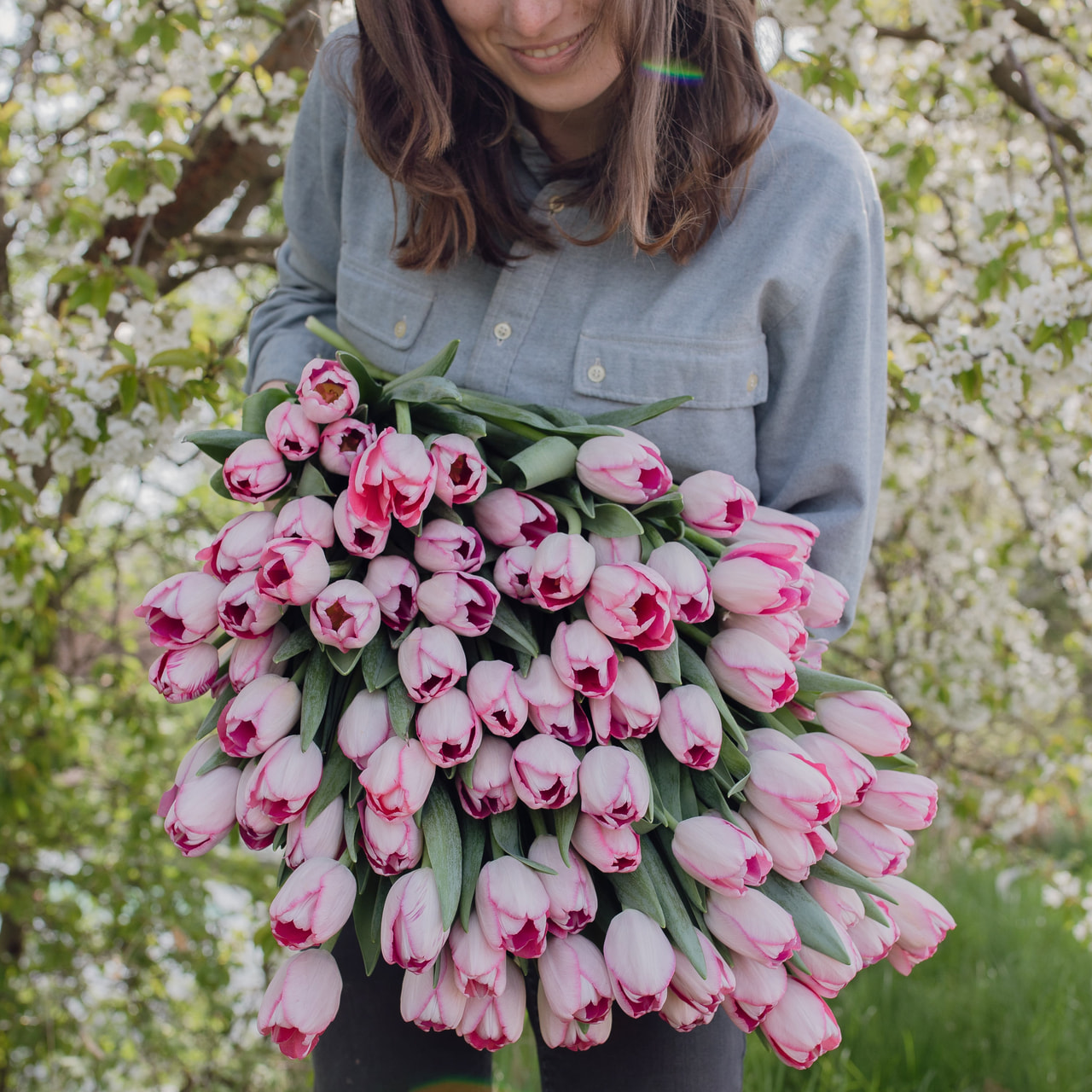 Tulppaani Sissi, Loukykvět