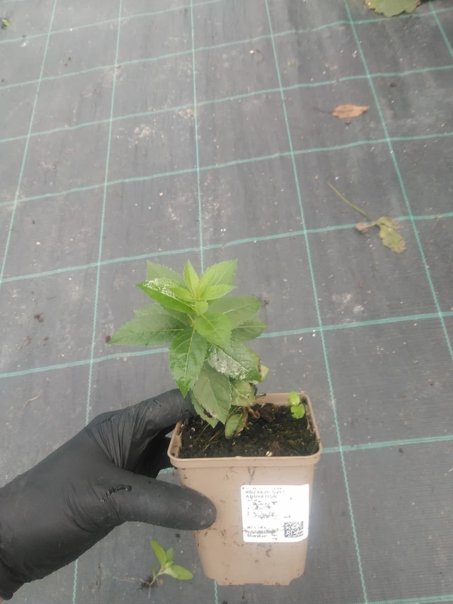 Tädykeasteri Adoration - 10. 9. 2025