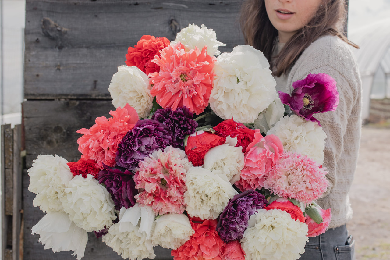 Amapola de peonía Antique Shades, Loukykvět