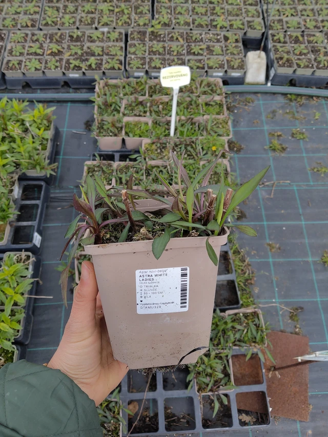 Syysasteri White Ladies - 21. 4. 2026