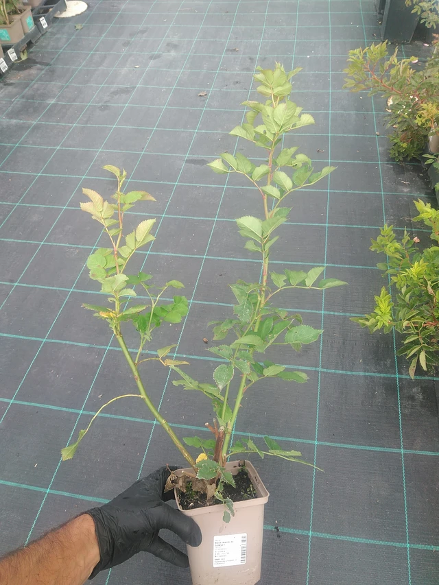 Rosa Magical Sunset - 10. 9. 2025