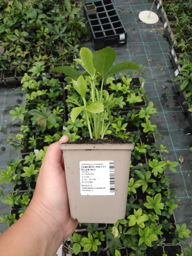 Jouluruusu Pretty Ellen Red - 2024