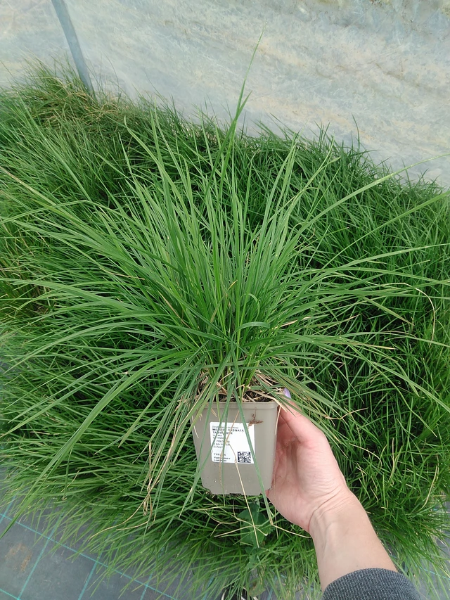 Metlice trsnatá Tauträger - 9. 6. 2025