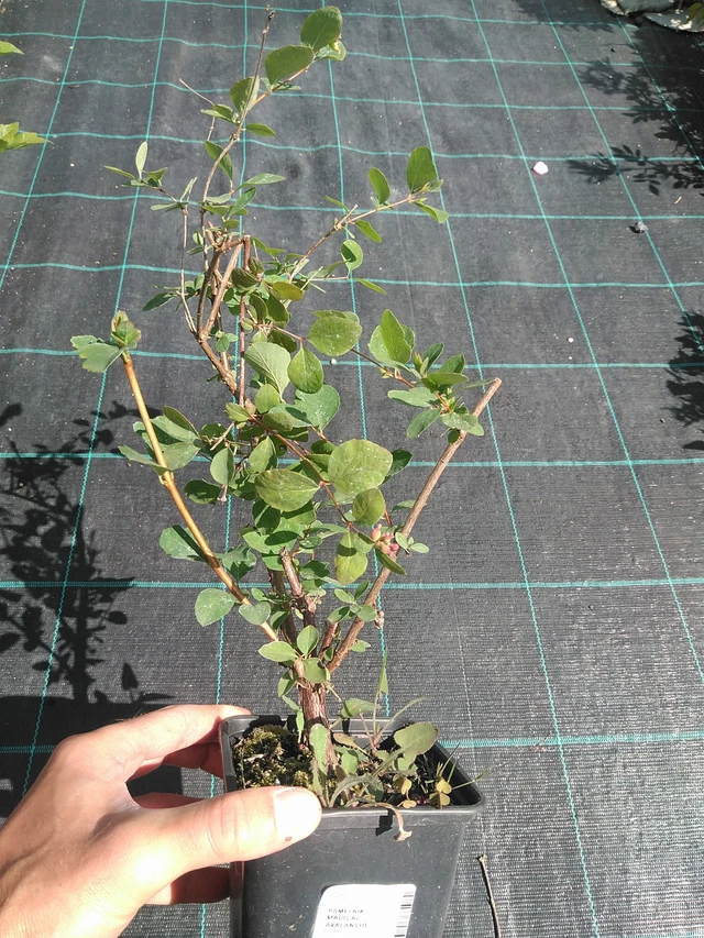 Symphoricarpos Magical Avalanche - 24. 6. 2025