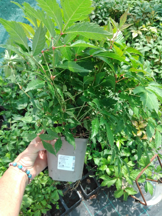 Jaloangervo Washington - 2024