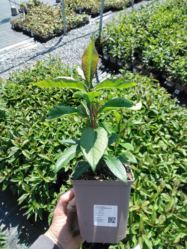 Leimu Minnehaha - 13. 5. 2025