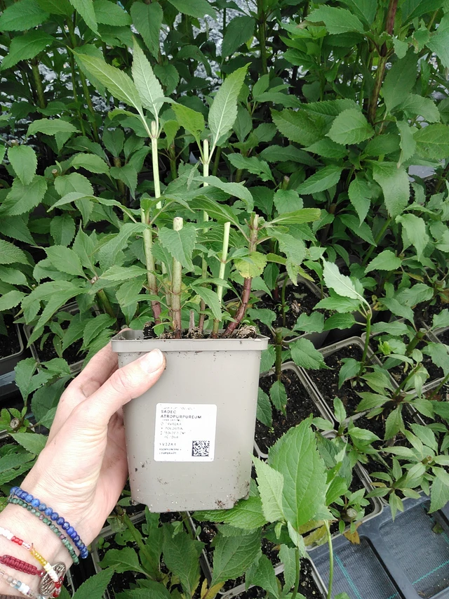 Punalatva Atropurpureum - 9. 6. 2025