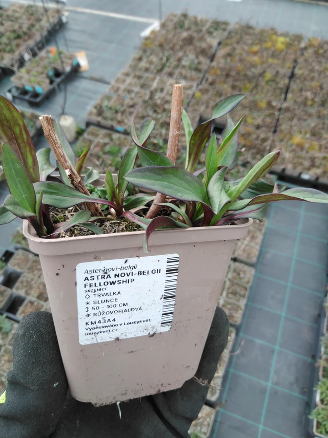 Syysasteri Fellowship - 8. 4. 2025