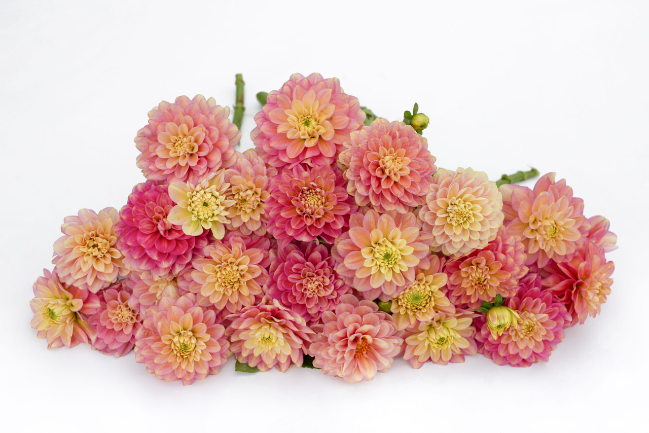 Daalia Milena Fleur, Loukykvět