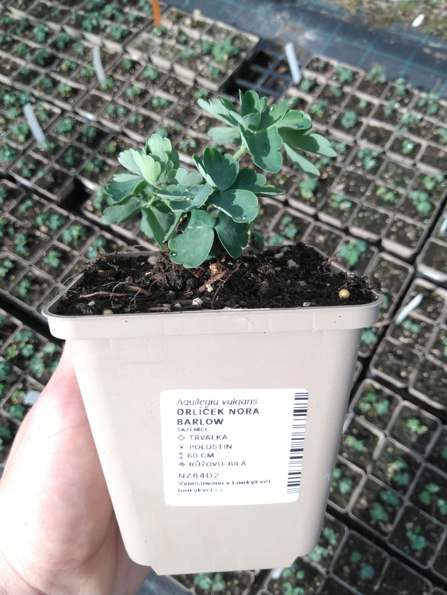 Lehtoakileija Nora Barlow - 2024