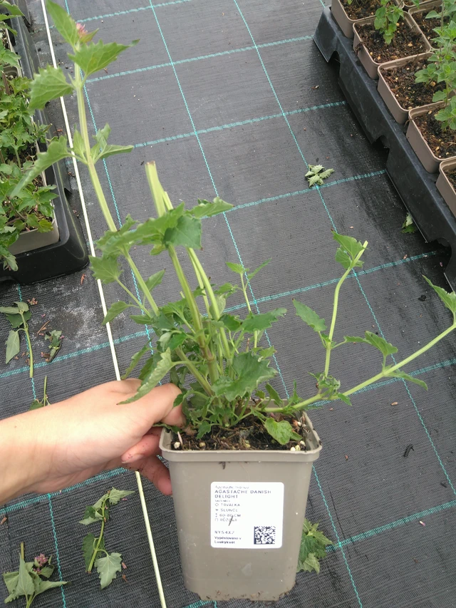 Agastache Danish Delight - 11. 7. 2025