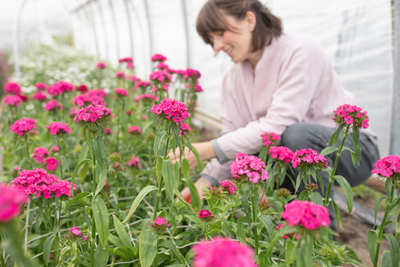 Clavel del poeta Barbienne Rose, Loukykvět