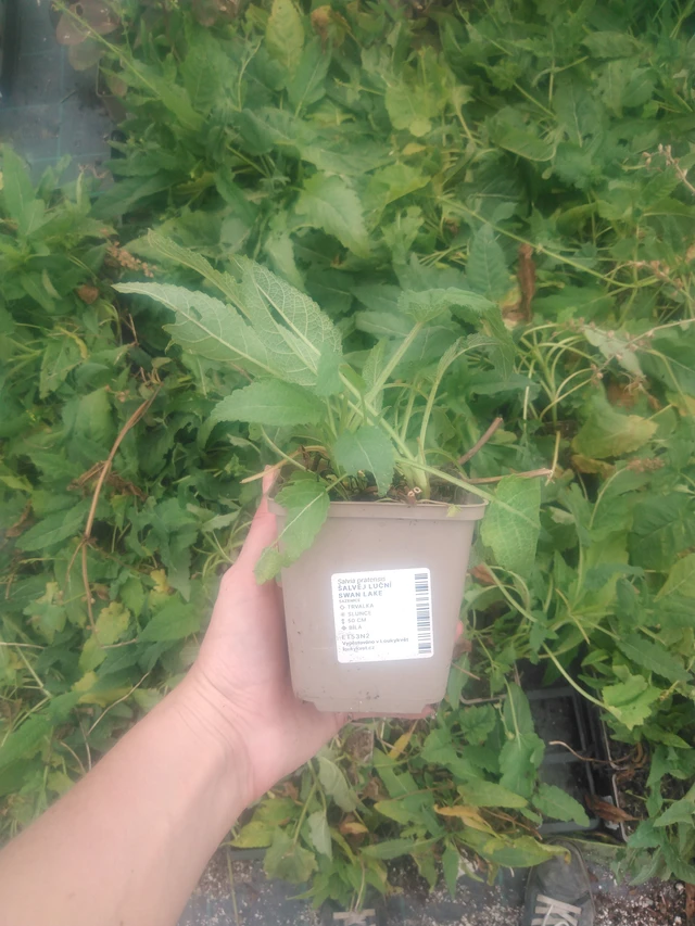 Salvia pratensis Swan Lake - 2024