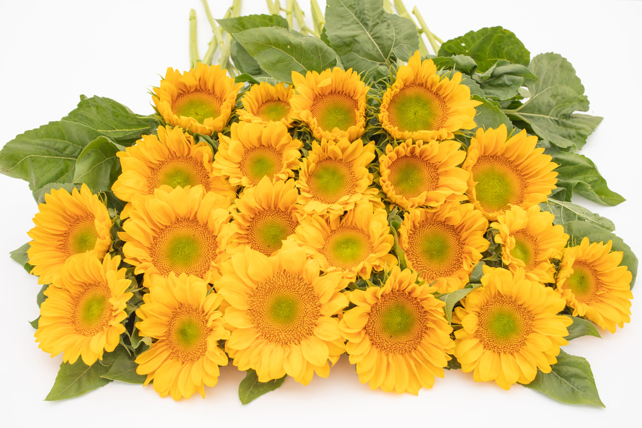 Zonnebloem ProCut Gold Lite, Loukykvět