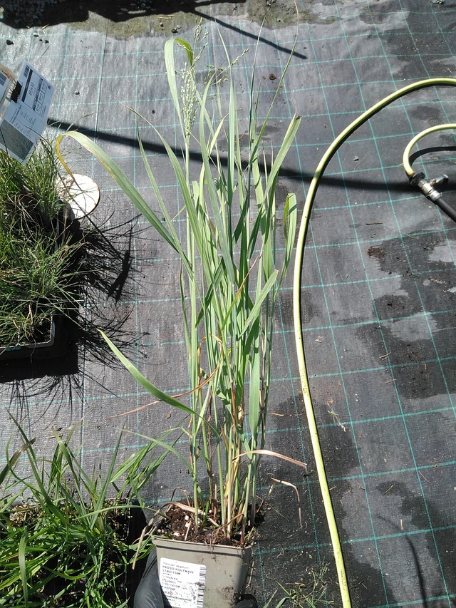 Virginianhirssi Strictum - 19. 8. 2025