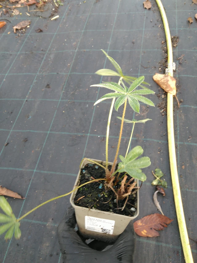 Lupiini Band of Nobles Schloßfrau - 31. 10. 2025