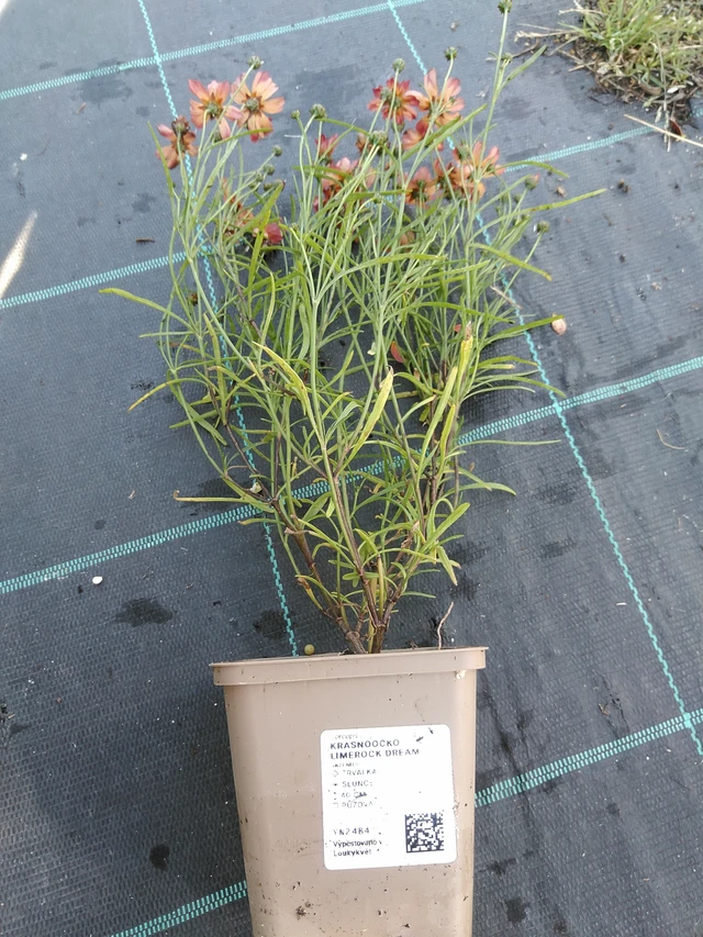 Coreopsis Limerock Dream - 19. 8. 2025