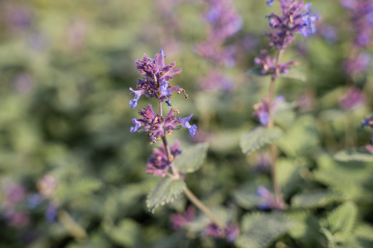 Kissanminttu Superba, Loukykvět